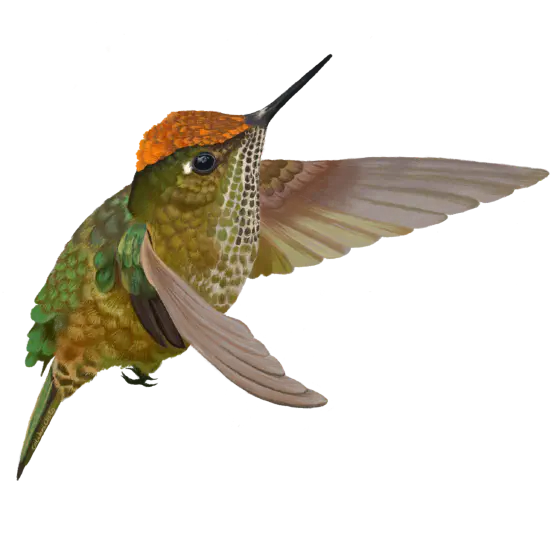 COLIBRÍ